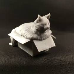Fat cat in box