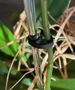 Flower clip