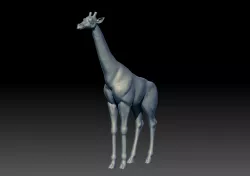 Giraffe