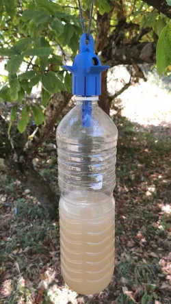 Selective Asian Hornet Bottle Trap