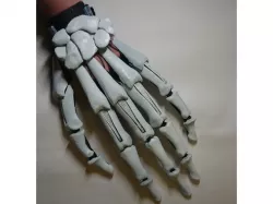 Skeleton Articulated finger extensions
