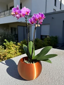 Sphere Plant Pot