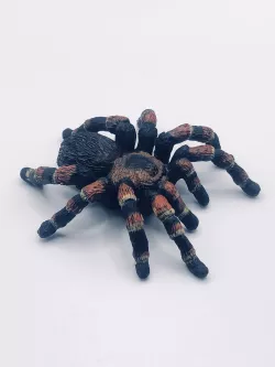 Tarantula (Tarantula)