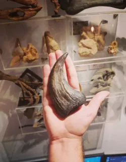 Allosaurus Claw - Dinosaur