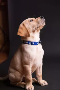 Ares Dressed Emotional Supported Conflict Puppy