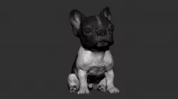 Baby Bulldog French