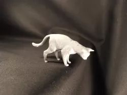 Cat looking down