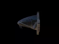 catfish detailed texture trophy taxidermy for 3d printing