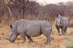 Civil War Rhinoceros Builder for Yellow Wall Enthusiasts