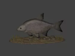 common bream / carp bream / cejn velký / underwater statue detailed texture for 3d printing