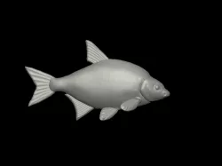 detailed common bream / carp bream for imprint to form 3d lure