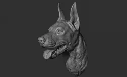 Doberman head