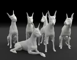 Doberman Pinscher collection