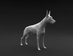 Doberman Pinscher standing female and male