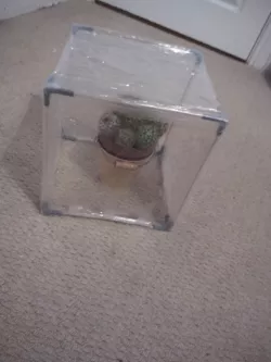 Greenhouse