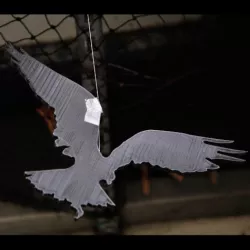 Hawk Silhouette