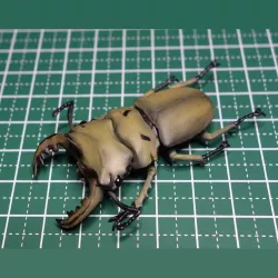 Homoderus mellyi