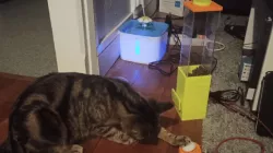Interactive Cat Food Dispenser