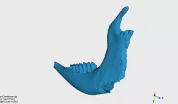 Jaw bone deer