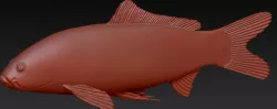 Koi fish - symmetry
