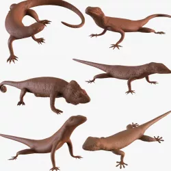 Lizards collection