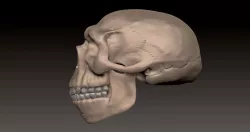 neanderthal skull, one piece