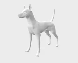 Podenco ibicenco dog