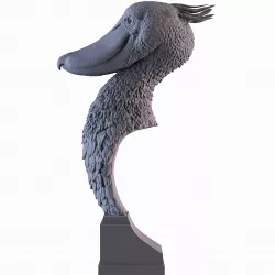 Shoebill
