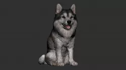 Siberian Husky