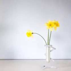 Altino