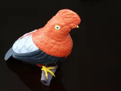 Cock of the Rock - Rupicola Peruvianus
