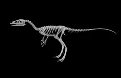 Compsognathus dinosaur skeleton