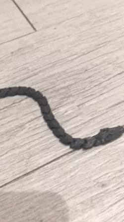 flexible snake