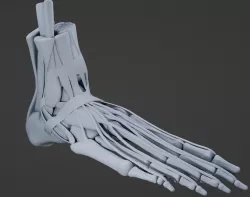 Foot muscles