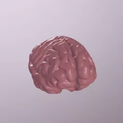 Human Brain