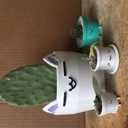 my whole planters