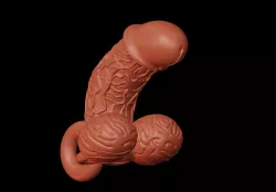 penis
