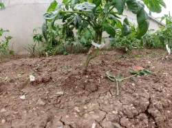 Plant Clips