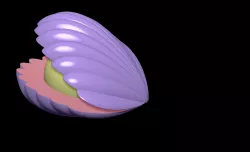 shell