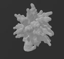 Skull Bob