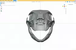 Skull cat helmet (cat skull helmet)
