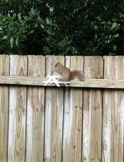 printable squirrel picnic table plans 3d models 【 STLFinder