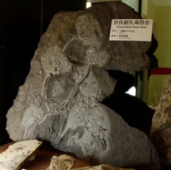 Traumatocrinus Hsui