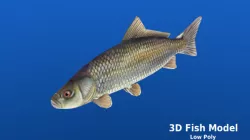3d poly fish