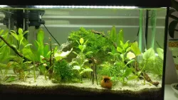 CO2 Aquarium diffuser