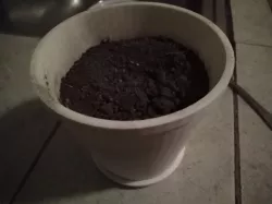 Flower pot
