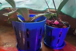 Orchid pot and tray