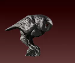 Owl