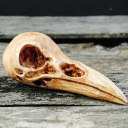 Raven Skull