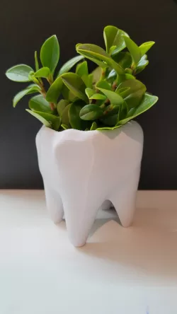 shaped pot tooth / Maceta muela